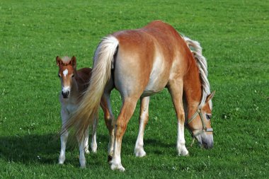 Bir tayı ile Haflinger at. Genç Haflinger tayı