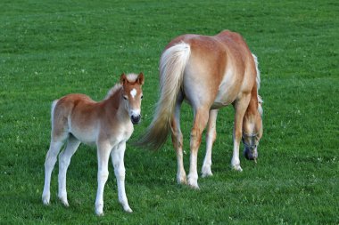 Bir tayı ile Haflinger at. Genç Haflinger tayı