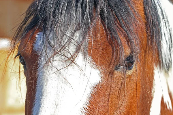 Close-up do olho de um cavalo marrom-branco — Fotografia de Stock