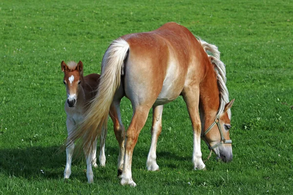 Um cavalo Haflinger com um potro. Jovem potro de Haflinger — Fotografia de Stock