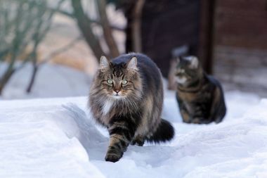 Kar üzerinden çalışan iki kedi