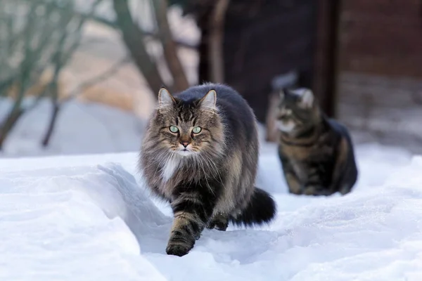 Two cats running through the snow — Stock Photo, Image