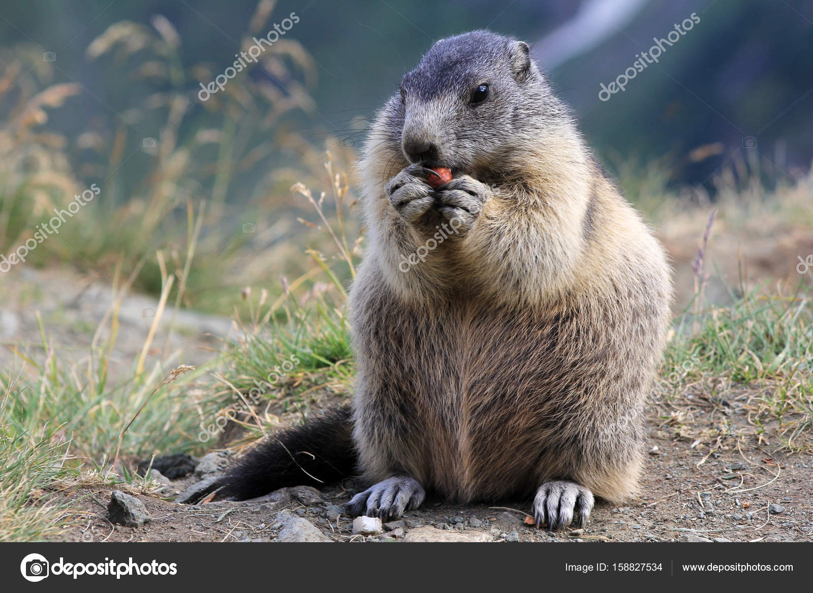 depositphotos_158827534-stock-photo-an-alpine-marmot-in-the.jpg