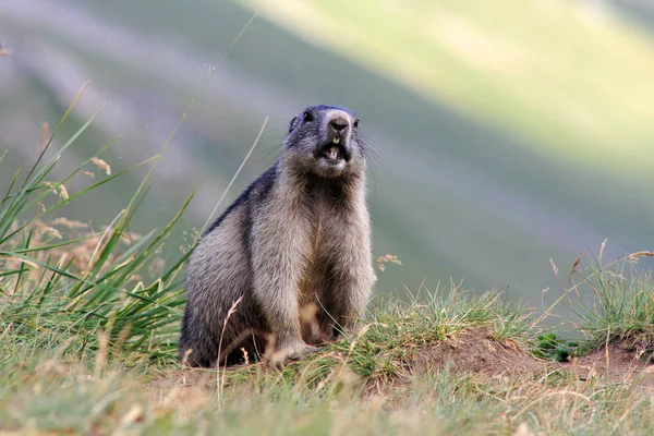 A young alpine marmot in the mountains — Stock Photo, Image