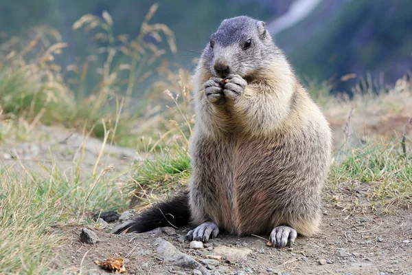 An alpine marmot in the mountains — Stock Photo, Image