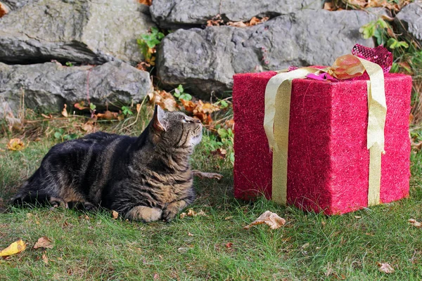 The big red gift packet and a cat — Stock Photo, Image
