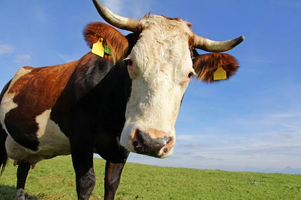 Simmental cattle with horns on pasture — Stock Photo, Image