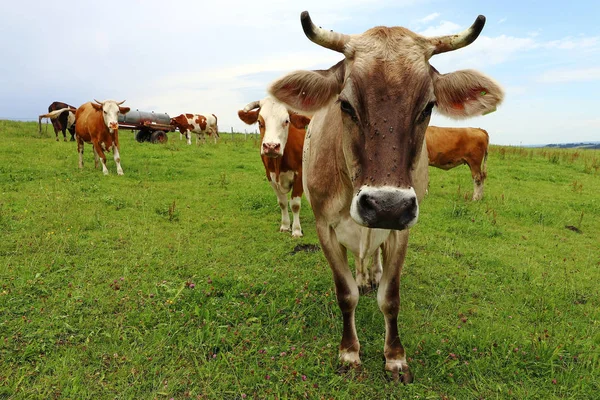 Allgu kahverengi sığır bir mera Bavyera boynuzları ile — Stok fotoğraf