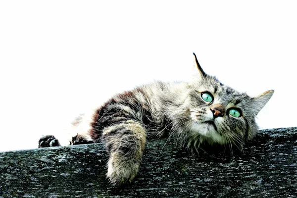 A Norwegian forest cat with turquoise eyes relaxes on a roof — Stock Photo, Image