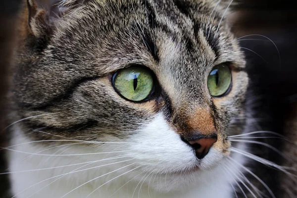 A cats yüz ve gözler yakın çekim