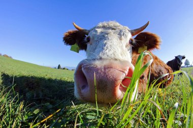 Simmentaler sığır geniş köşe kabulü