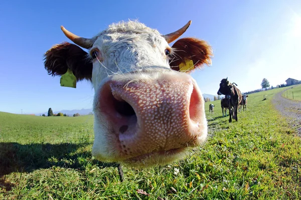 Amplia admisión en esquina de un ganado Simmentaler — Foto de Stock