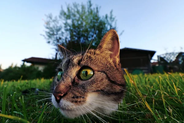 Eine Kleine Katze Auf Der Jagd Eine Katze Kurz Vor — Stockfoto