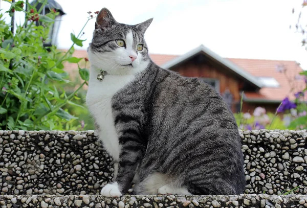 목걸이와 종이 달린 수컷 고양이 — 스톡 사진
