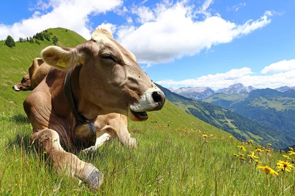 Бурый скот наслаждается летом в горах Австрии — стоковое фото