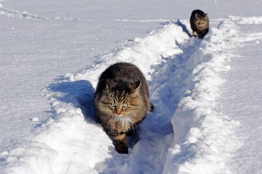 İki kedi tarafından kar gidin. Norveçli orman kedi tarafından kar gider