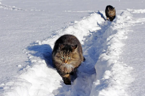 Due Gatti Passano Dalla Neve Gatto Della Foresta Norvegese Passa — Foto Stock