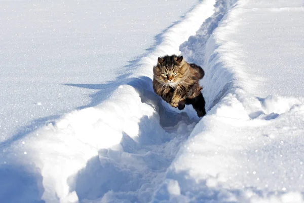 Μια Νορβηγική Forest Γάτα Τρέχει Ευτυχώς Από Τότε Χιόνι — Φωτογραφία Αρχείου