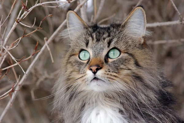 年轻漂亮的挪威森林猫的脸 — 图库照片