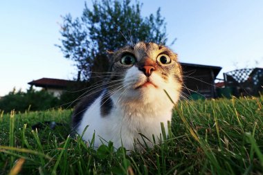 Komik kedi büyük yuvarlak gözlere bakmak. Saldırıdan hemen önce bir kedi