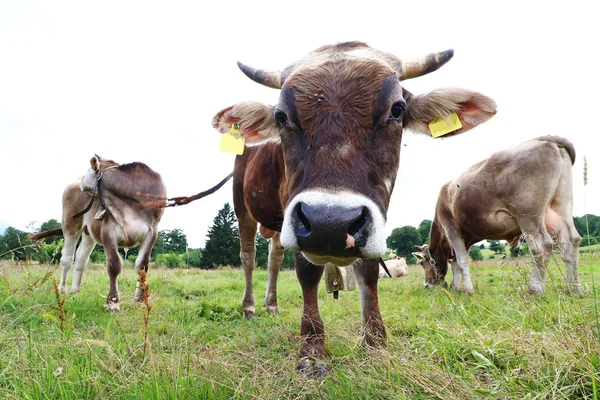 Young bulls on the pasture — Stock Photo, Image