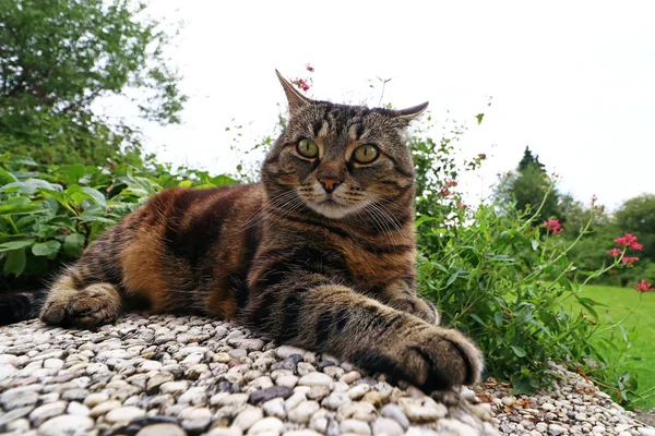 Širokoúhlý pohled vypadající kocourovi — Stock fotografie