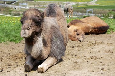 Kadın dromedary (deve), Bavaria'da yalan