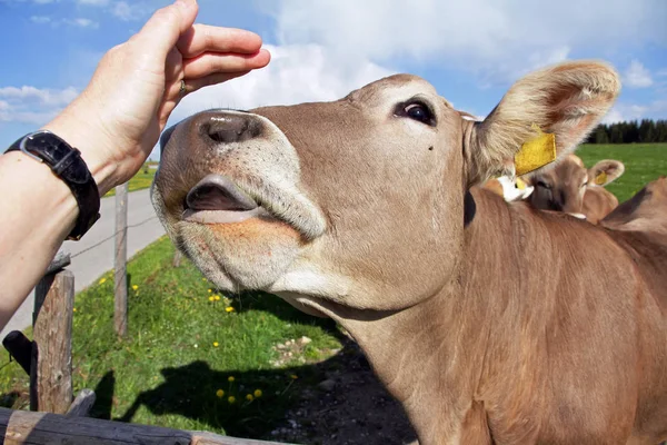 Una vaca lame la mano de una mujer — Foto de Stock