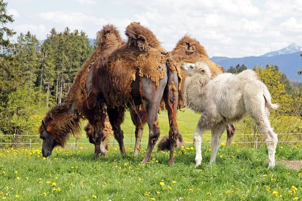 Brown female camel with white young animal — Stock Photo, Image