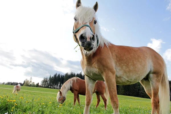Лошади Хафлингера на весеннем лугу — стоковое фото