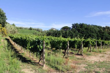 Şarap üzüm Toskana İtalya ile büyüyen