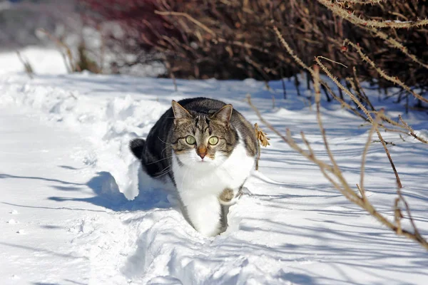 Piccolo Gatto Corre Attraverso Neve — Foto Stock