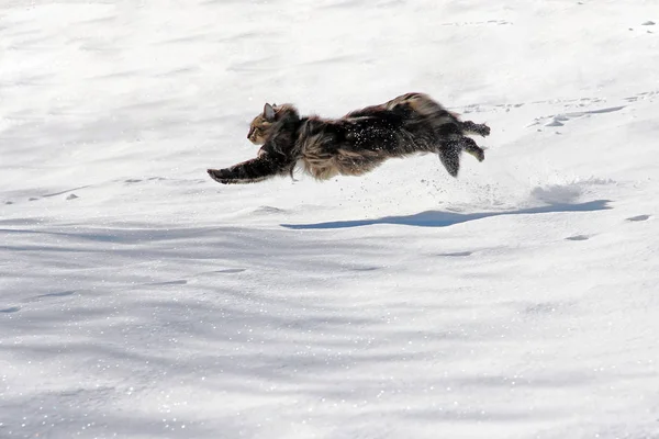 A Norwegian forest cat runs with big jumps by the snow — Stock Photo, Image