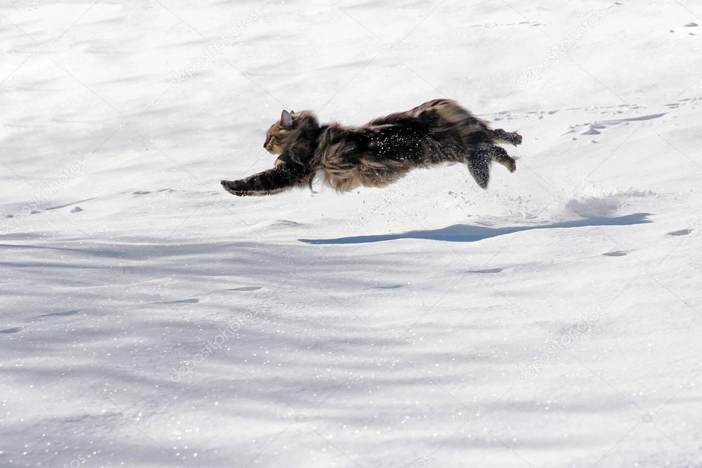 A Norwegian forest cat runs with big jumps by the snow
