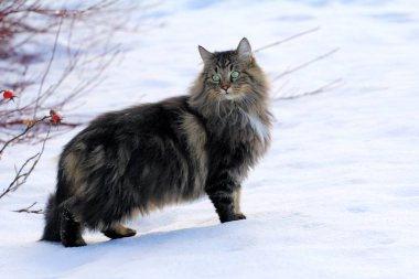 Karda bir güzel, genç Norveçli orman kedi