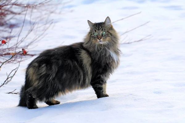 A pretty, young Norwegian forest cat in the snow — Stock Photo, Image