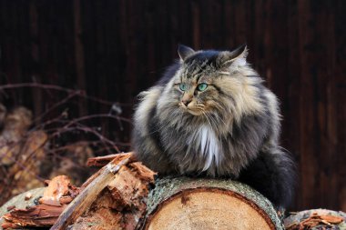 Ağaç gövdeleri üzerinde kötü görünümlü Norveçli orman kedi. Bir kedi kötü bir göz ile