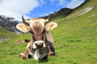 Bir genç kahverengi sığır boynuzu ve bell ile dağlarda