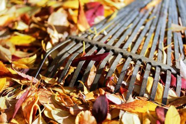Close up of a leaf rake and autumn foliage clipart