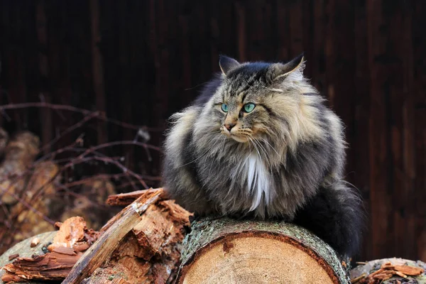 Un gato del bosque noruego de aspecto desagradable en troncos de árbol. Un gato con mal aspecto —  Fotos de Stock