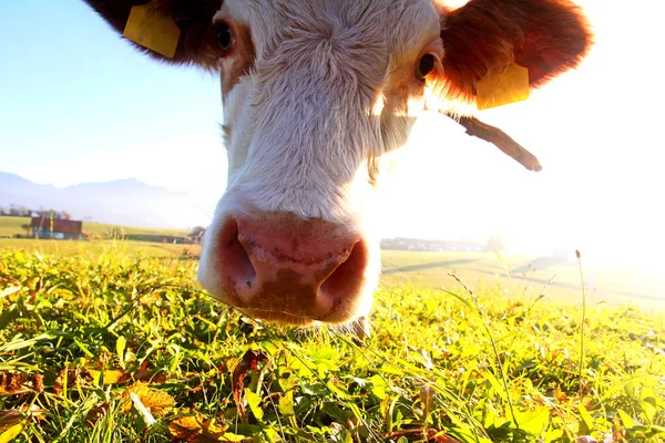 Молодой Симменталь скот на лугу, освещенный солнцем — стоковое фото