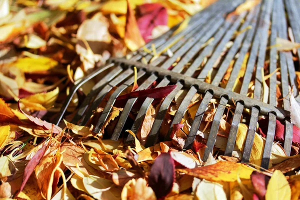 Крупним планом листя граблі і осіннє листя — стокове фото