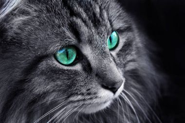 Turkuaz gözlü bir Norveçli orman kedi yüz