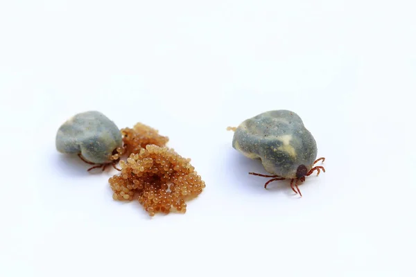 Two egg-laying ticks. Ticks lay eggs — Stock Image Two egg-laying ticks. Ticks lay eggs Stock Photo