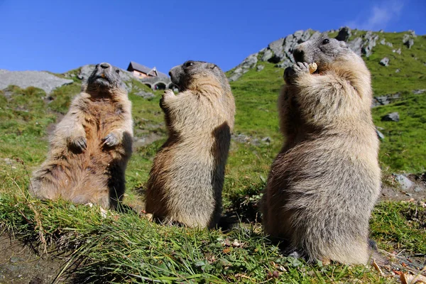 Tři svišti stojící v horách jíst s jejich tlapami — Stock fotografie