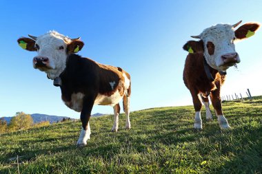 Genç Simmental sığır boynuzu ve çan mera üzerinde arka ışık ile 