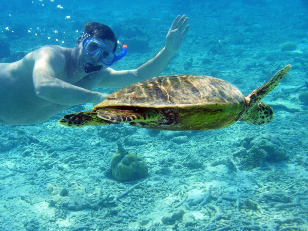 Underwater Photo Snorkeler Hawksbill Turtle — Stock Photo, Image