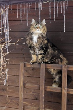 Büyük buz sarkıtları altında genç bir Norveçli orman kedi