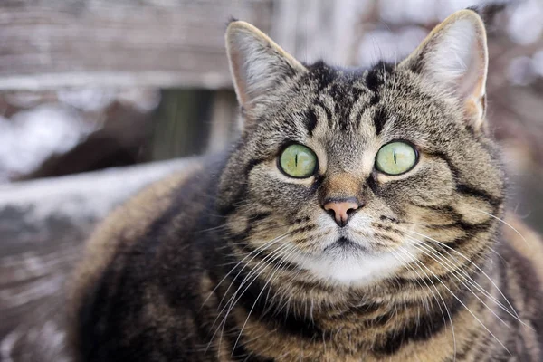 Uno Sguardo Curioso Dagli Occhi Del Grande Gatto Gatto Sembra — Foto Stock