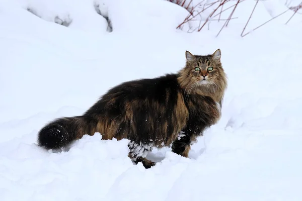 Pretty Brown Black Norwegian Forest Cat Deep Snow — Stock Photo, Image